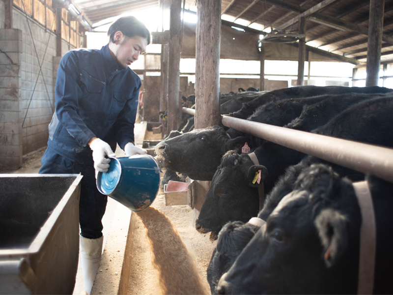 イチカワファーム（牛に餌を与えている画像）